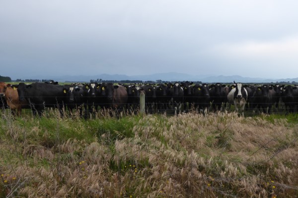 Nieuwsgierige koeien Nieuw-Zeeland