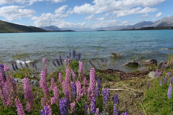 Lake Tekapo Nieuw-Zeeland