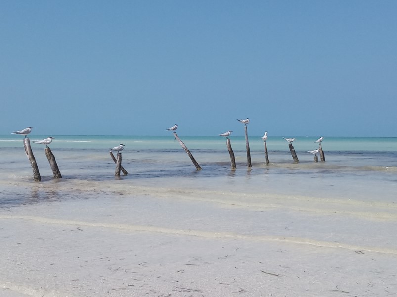 Isla Holbox meeuwen op palen MExico