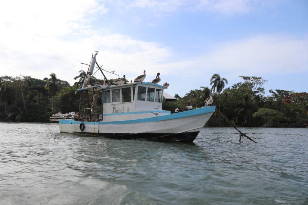 Pelikanen op de boot