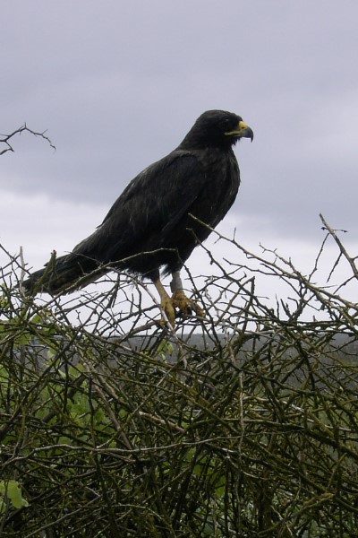 Roofvogel Galapagos Ecuador