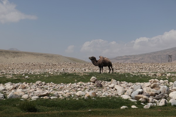 Pamir-Highway kameel Tajukistan