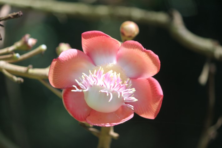 Kandy Botanische tuin bloem canon ball tree