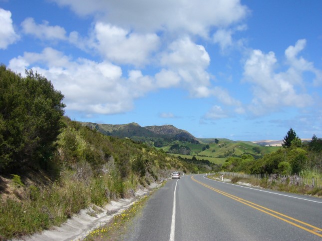 Landschap onderweg, Coromandel Peninsula boom